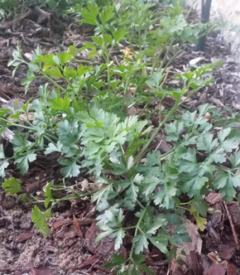 Flat leaf parsley