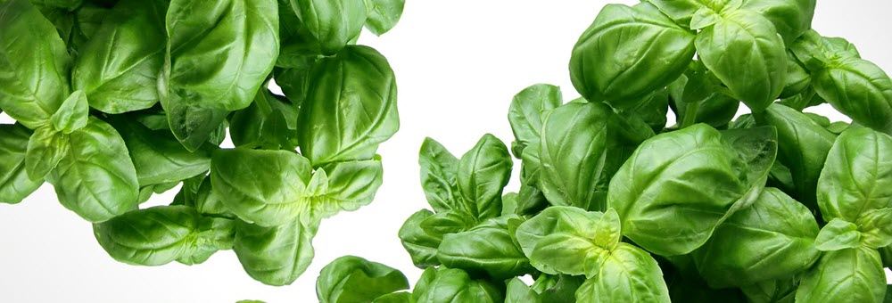 Learning by blogging:  My Gardening&nbsp;Adventures