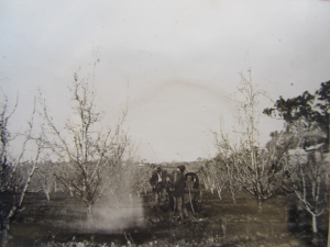 Spraying apple trees, Sunnyhurst 1921