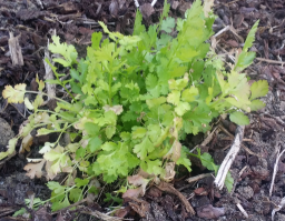 Coriander 